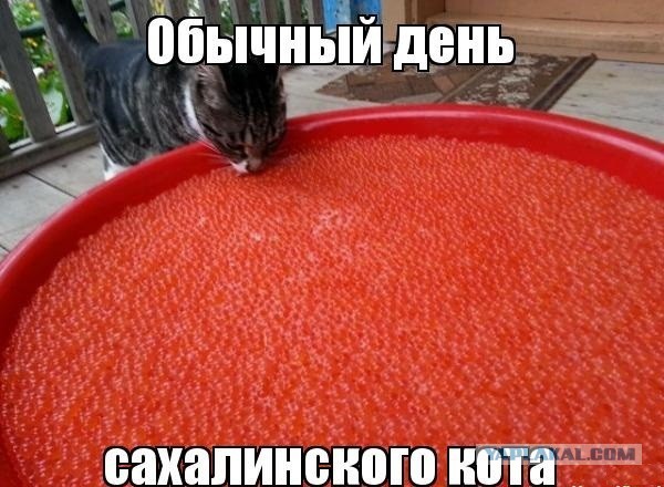 Я только мясо поправлю