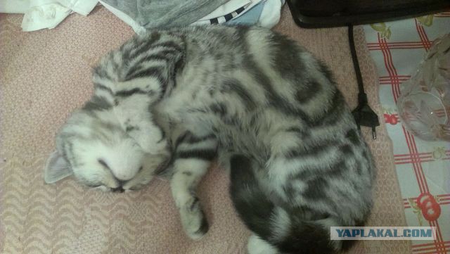 Котовторник