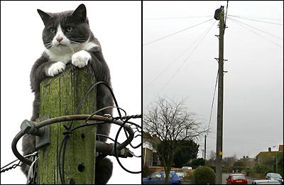 Коты, кошки, котята