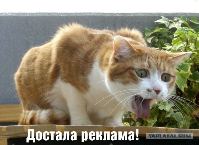 Переверните монитор, так удобнее смотреть фото!