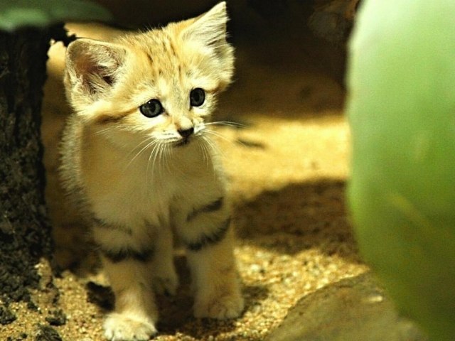 Демы к котовторнику!