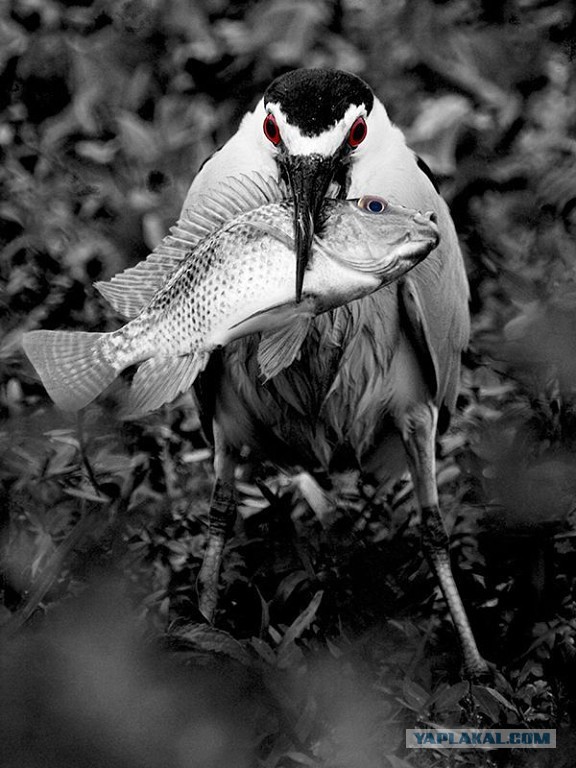 Птицы и рыбы. История взаимоотношений.