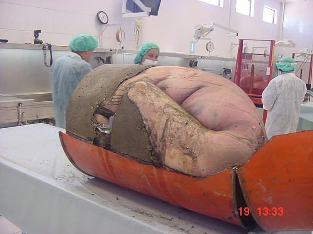 Смерть единороса