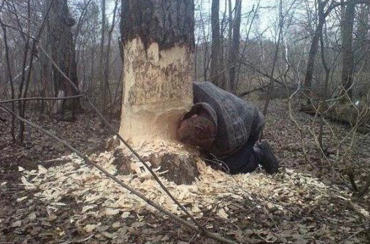 В лесу порой опасно ходить - бобры шалят