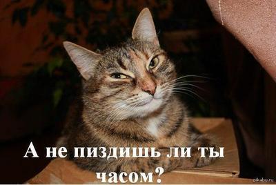 Пенсионарка-должница довела коллектора до самоубийства