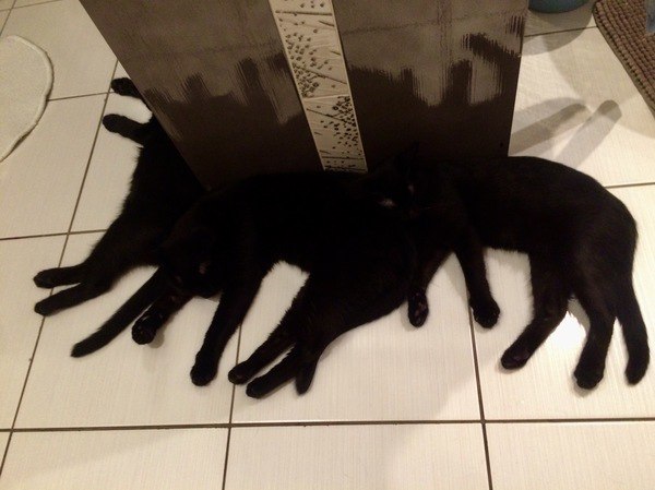 Коты и Кошки