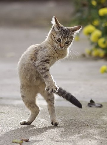 Коты и Кошки