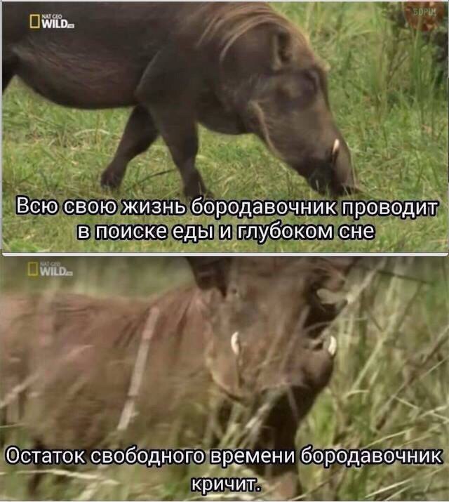 Безудержная деградация
