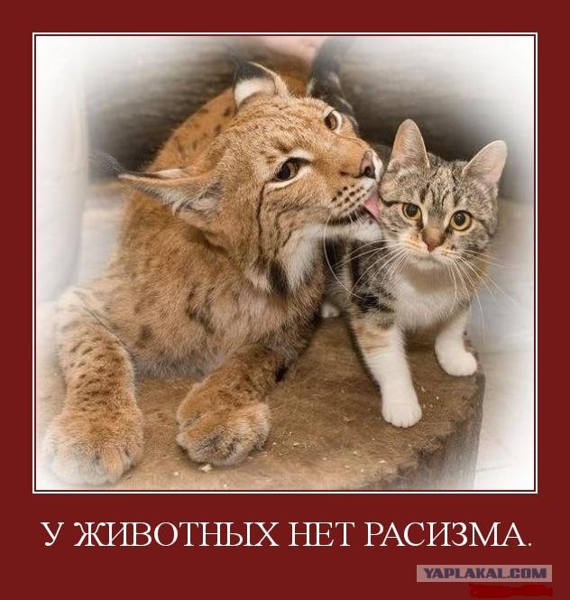 Сдам квартиру честной цыганской семье