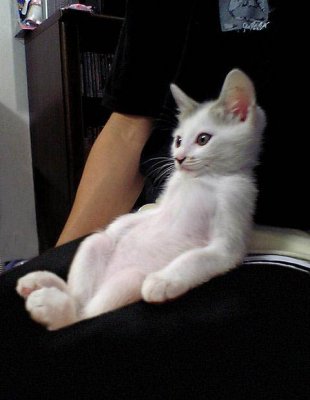 Котовторник на ЯПлакалъ (13.05.08)