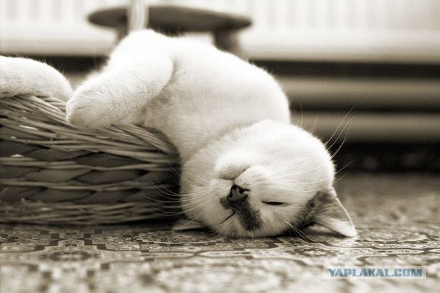 Котовторник на ЯПлакалъ
