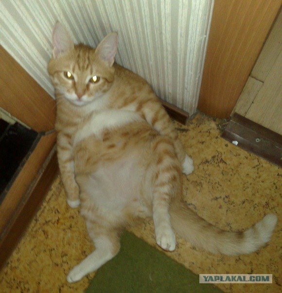 Котовторник стартует