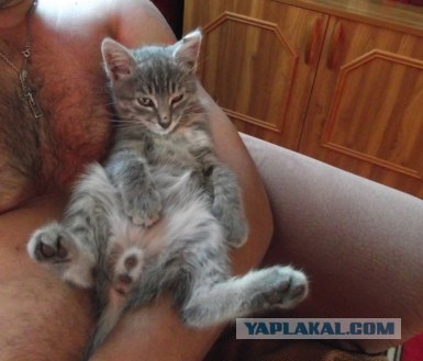 Котовторник! 08.11.11