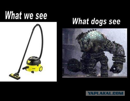 Как видит мир собака