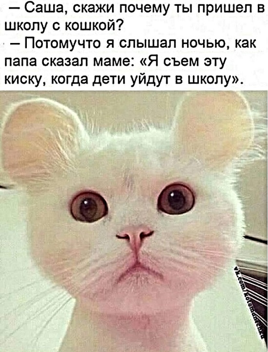 Картинки с котами и про котов