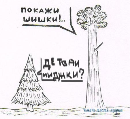 Елка с ЯПа