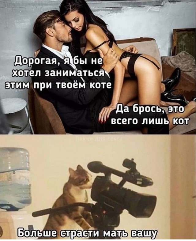 Картинка с котом больше страсти