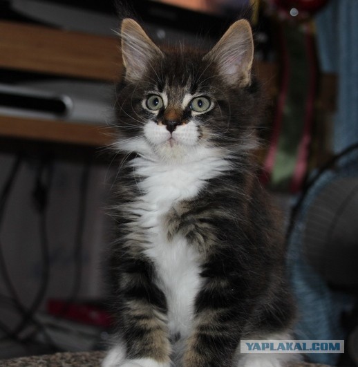 Мои мейн куны