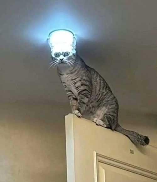 Котэ, совэ и все-все-все