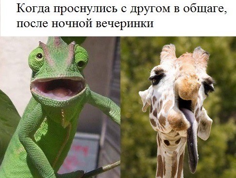 Веселое настроение в картинках