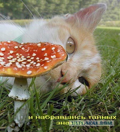 Метод топора