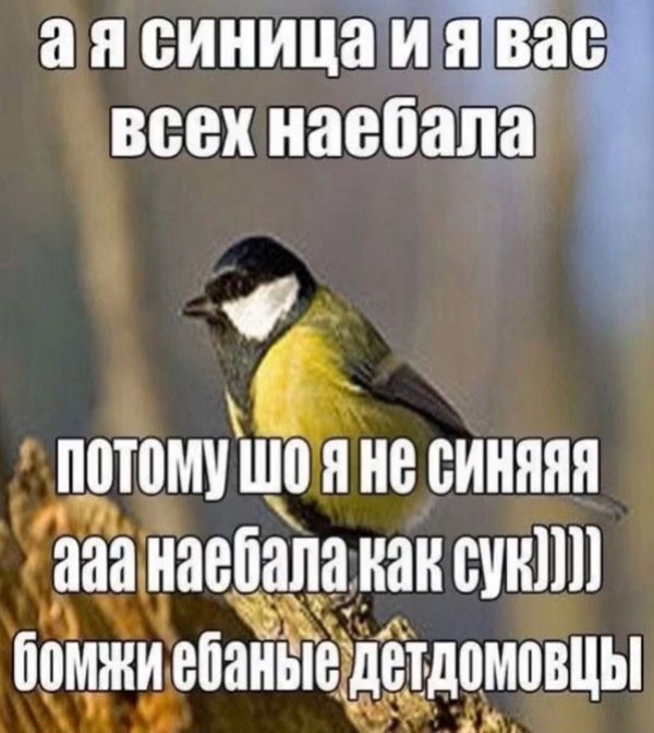 Картинки для деградации 269 (разной степени свежести)