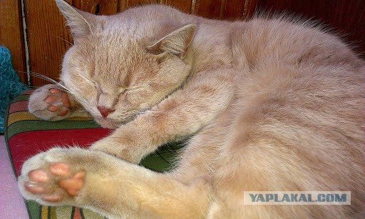 Котовторник   27.08.2013