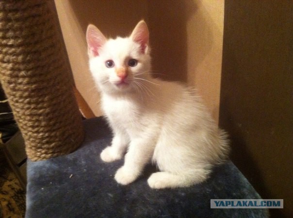 Глуповатый и одновременно смешной котенька)))