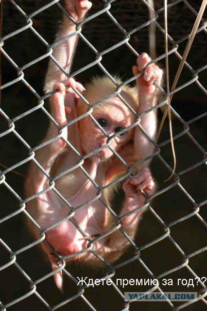 Весёлые картинки. Разбавим будни