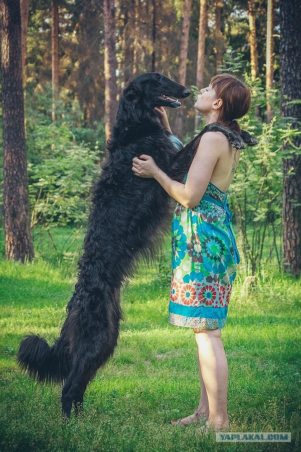 Собачки: русская борзая