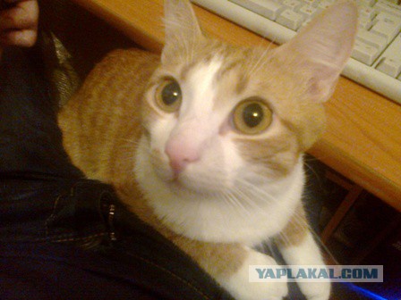 Котовторник 01.07.2014