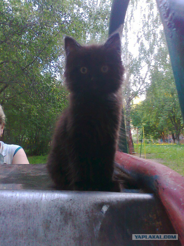 Котовторник  08.07.2014