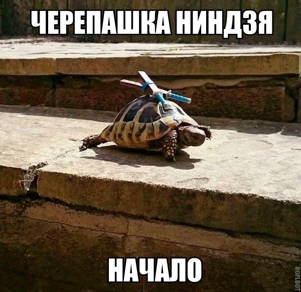 Весёлые картинки