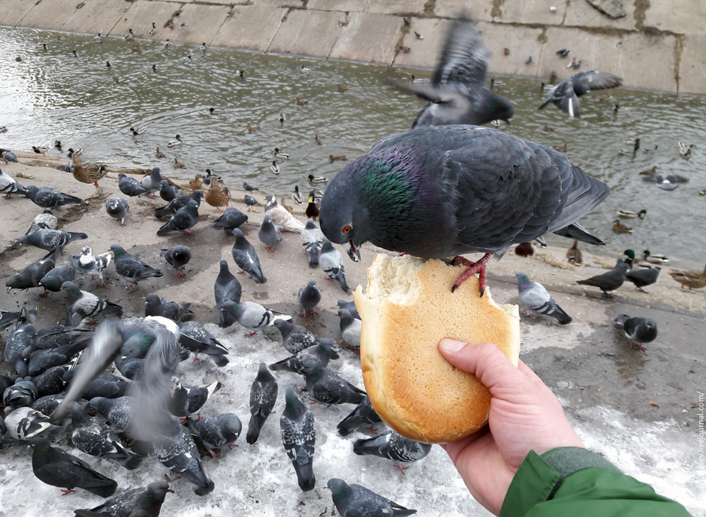 Почему кормят голубей. Голодные голуби. Голубь ест хлеб. Наглый голубь. Голубь клюет.