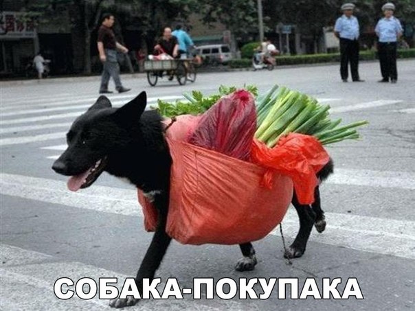 Мохнатые беспредельщики