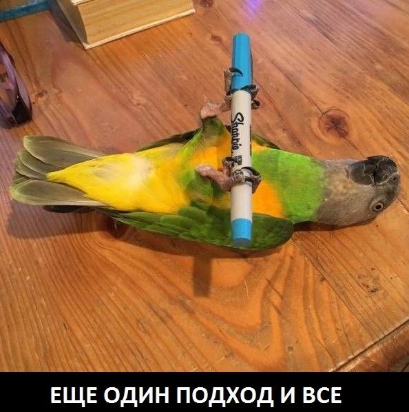 Подборка частицы смеха...