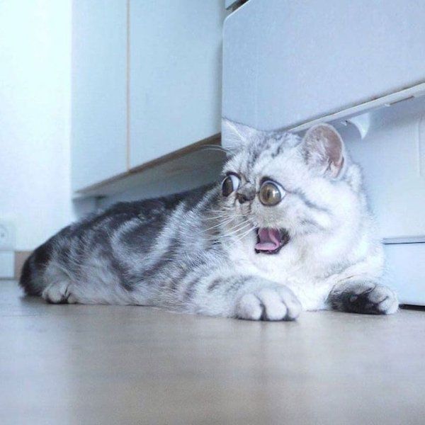 ГЛАГОЛящие коты