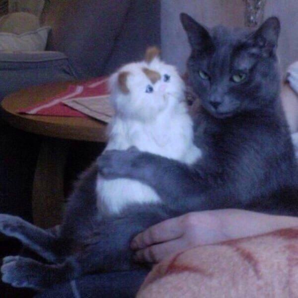 Коты из сети