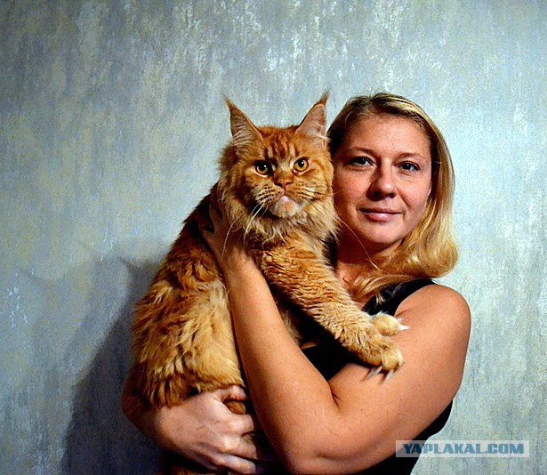 Джокер и его семья