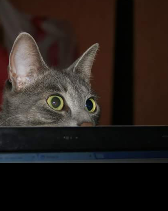 Котовторник 28.11.2017