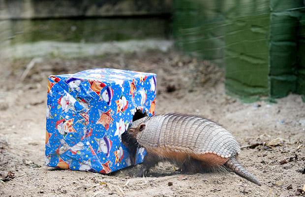 Рождество в зоопарках (24 фото)