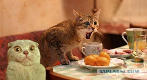 Мудрая кошка