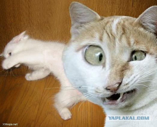 Котовторник уже сегодня!