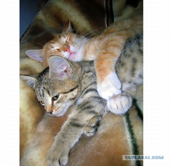 Профессиональный котовторник