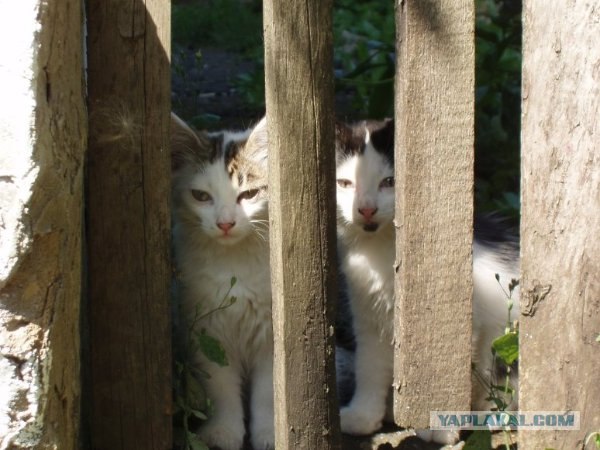 Котовторник 24.07.2012