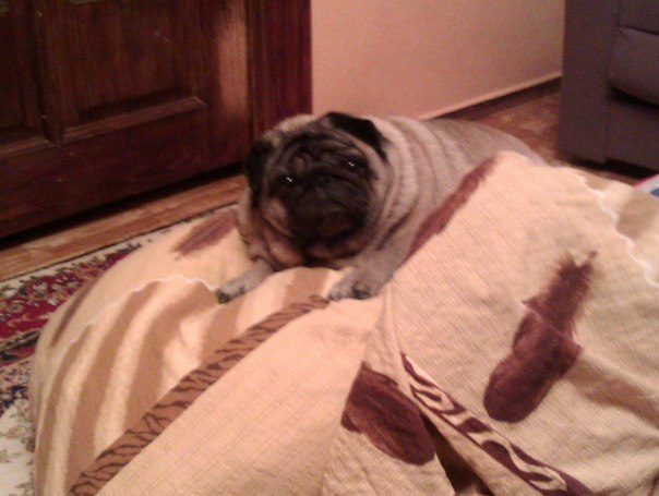 Собакочетверг