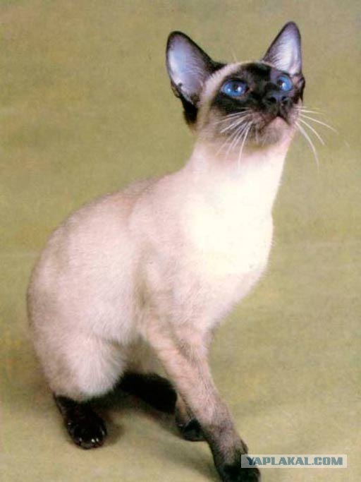 Котовторник 11.09.2012