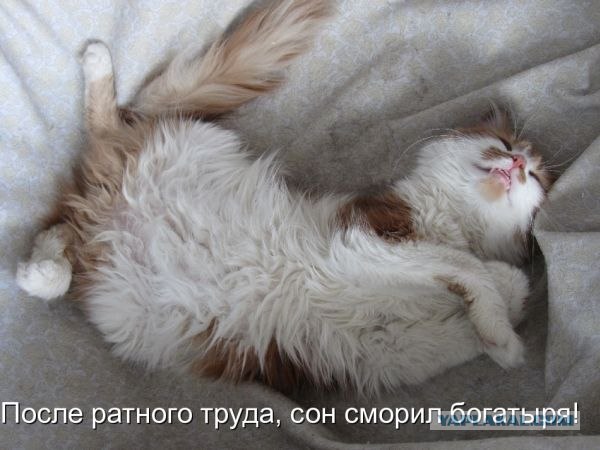 Котовторник 12.02.13