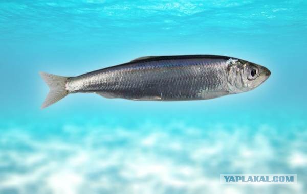 Рыба Черного моря, и с чем её едят