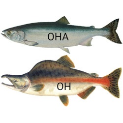 Кулинария: Камчатская семга на кедровой дощечке.